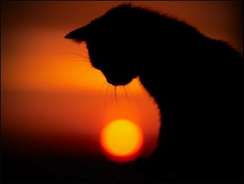 кот закат