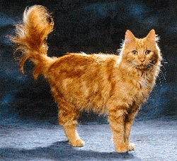 турецкая рыжая кошка на фото
