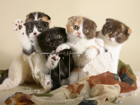 фото котята красивые смешные цветные