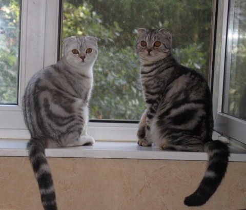 шотландские кот и кошка вислоухие на окне сидят