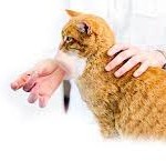 кот рыжий и ветринар таблетки лекарство фото