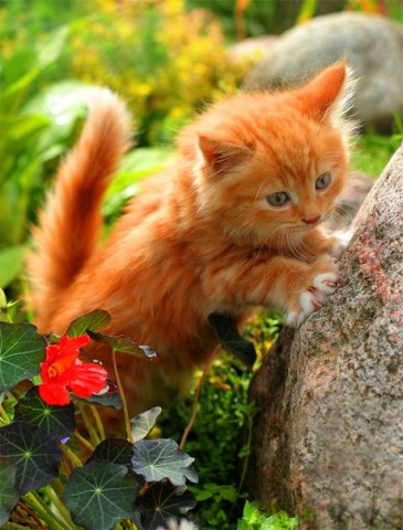 маленький рыжий котенок с цветами красивый фото