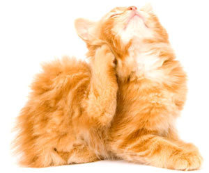 фото котенок рыжий лапкой чешет ушки милый