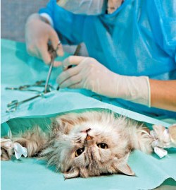 Методы стерилизации кошек