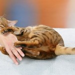 кошка-царапает руку хозяина