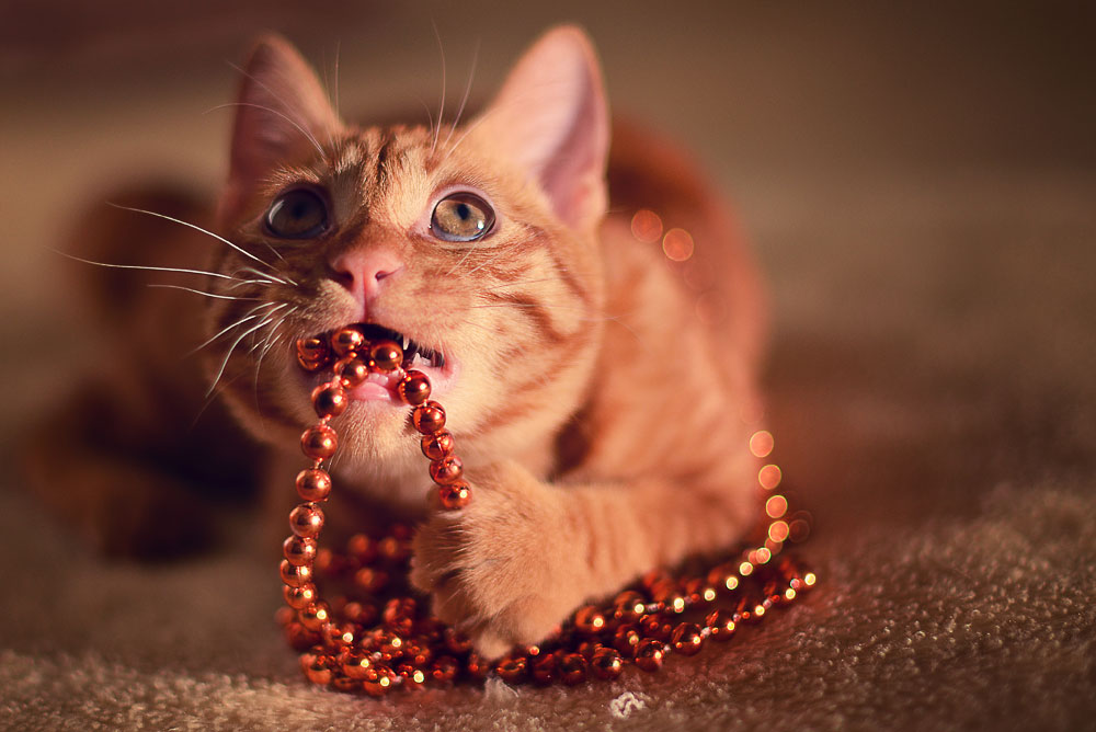 Что мне делать, если мой кот кусается и царапается