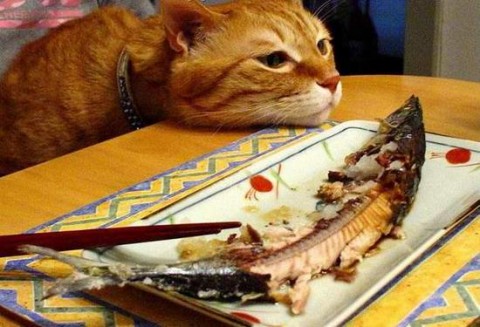 кот-на-столе-рыба