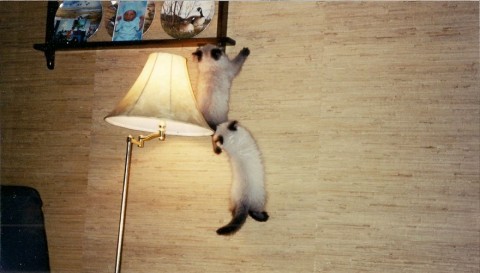 котята лезут на верхе фото