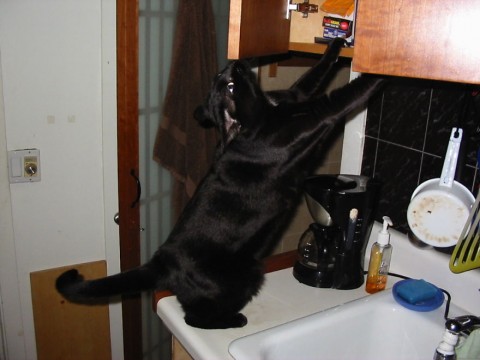 фото кот черный