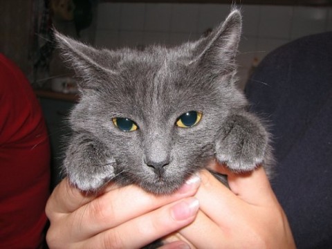 кот серый