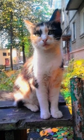 Коты - инопланетяне?