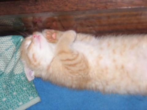 фото котеночек рыжий милый спит