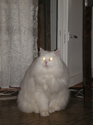 Коты - инопланетяне?