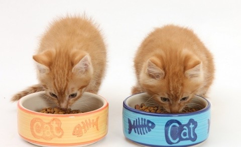 Ginger kittens, Tom and Butch, 8 weeks old, eating from ceramic food bowls