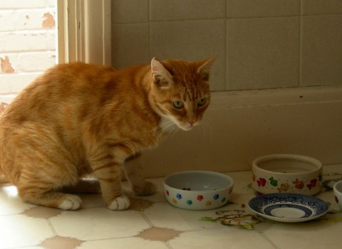 Ginger kittens, Tom and Butch, 8 weeks old, eating from ceramic food bowls