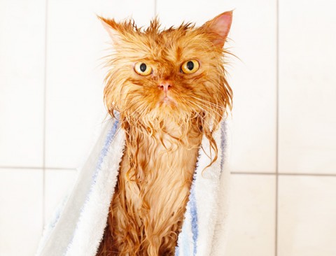 cat-bath-wet-hair