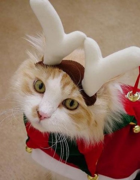 Костюм коту на новый год своими руками Костюм коту на новый год своими руками