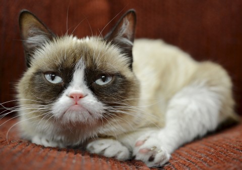 Grumpy Cat Endorsement