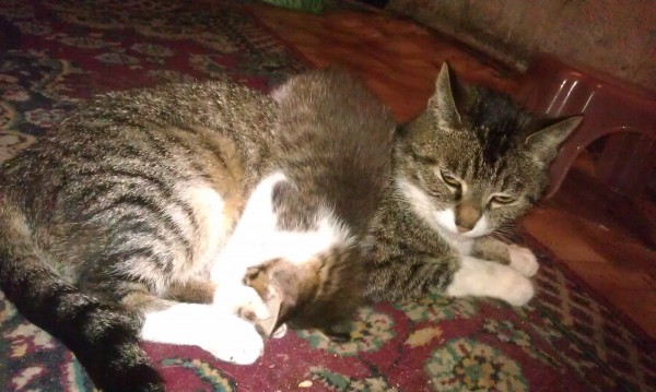 фото кошка с котятами спит на ковру