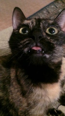 фото кошки красивой с языком