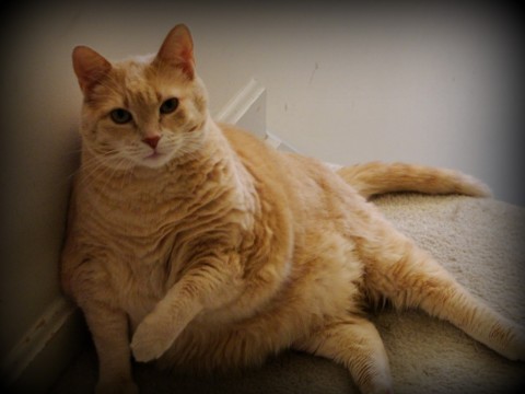 Redhead fat cat