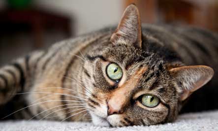 tabby-cat-eyes