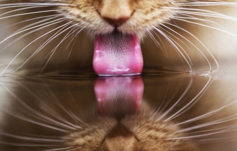 рыжий кот воду пьет
