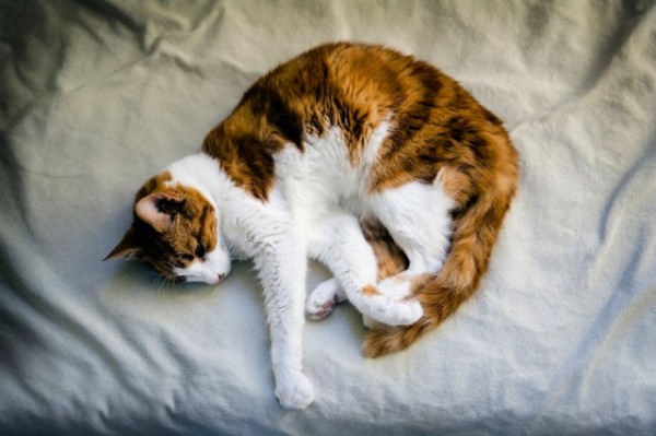 лечение болезней у кошек болезни у кошек