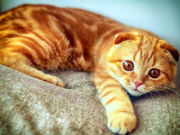 Симптомы мочекаменной болезни у кошек и котов