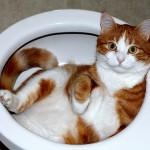 funny-cat-toilet