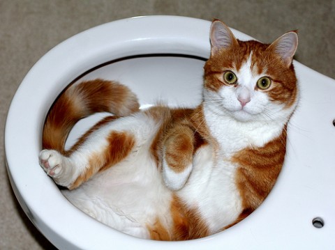 funny-cat-toilet