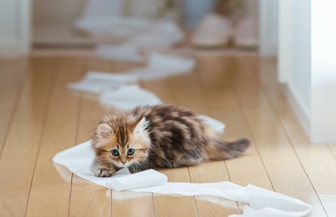 кот с бумагой