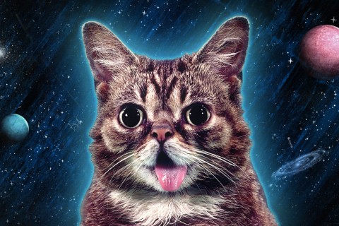 19033_LilBub_Parallax_3x2
