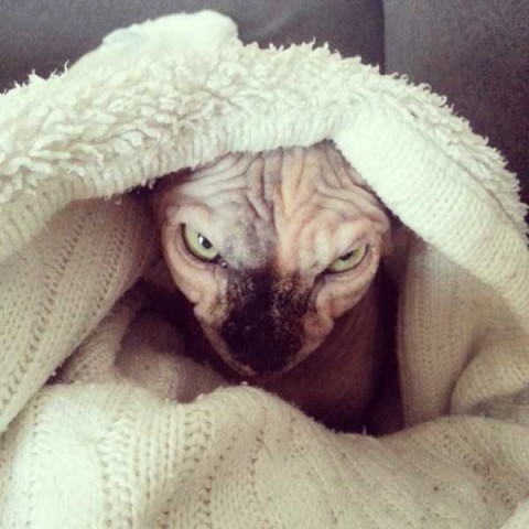 evil-cats-1