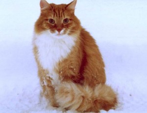 рыжий кот сибирский