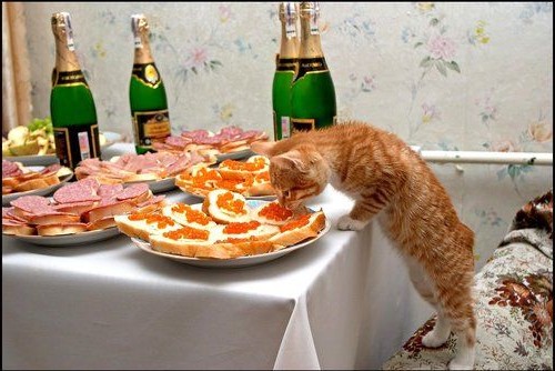 рыжий кот кушает со стола
