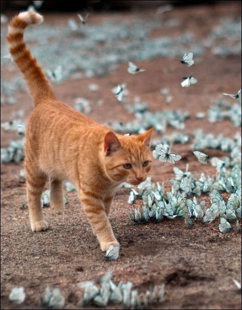 красивый рыжий кот и бабочки