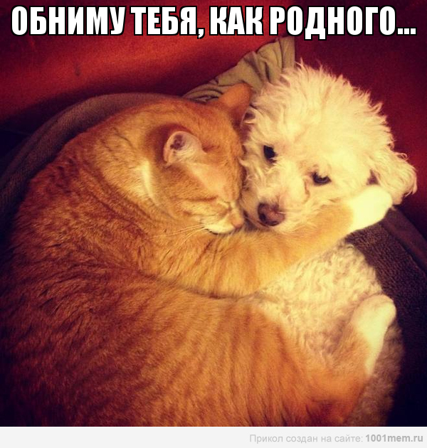 рыжий кот и пес