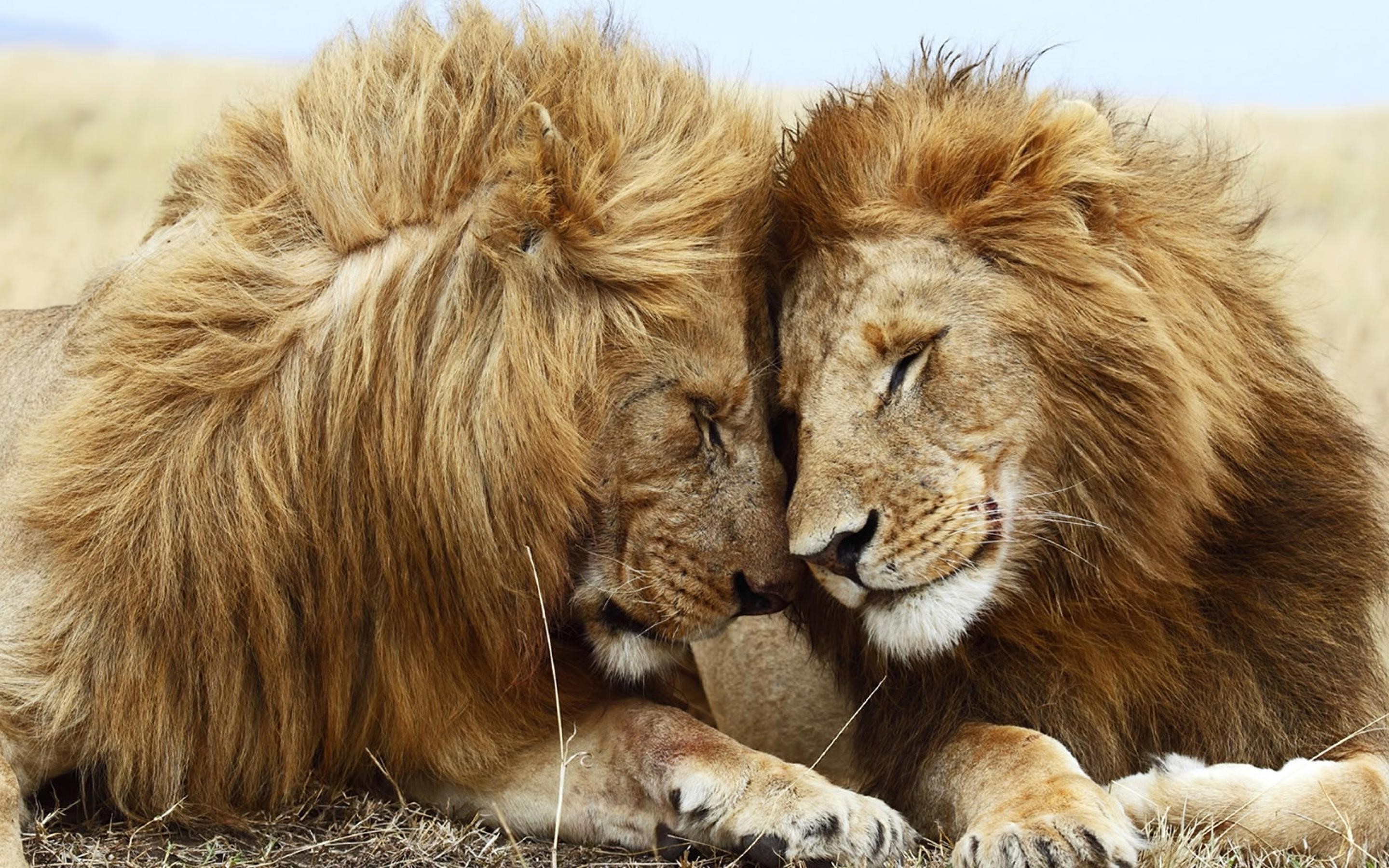 львы классные пара