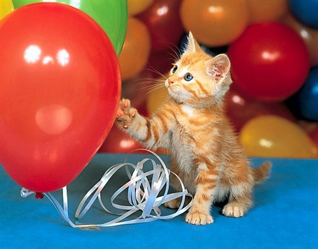 рыжий котеночек с шариками