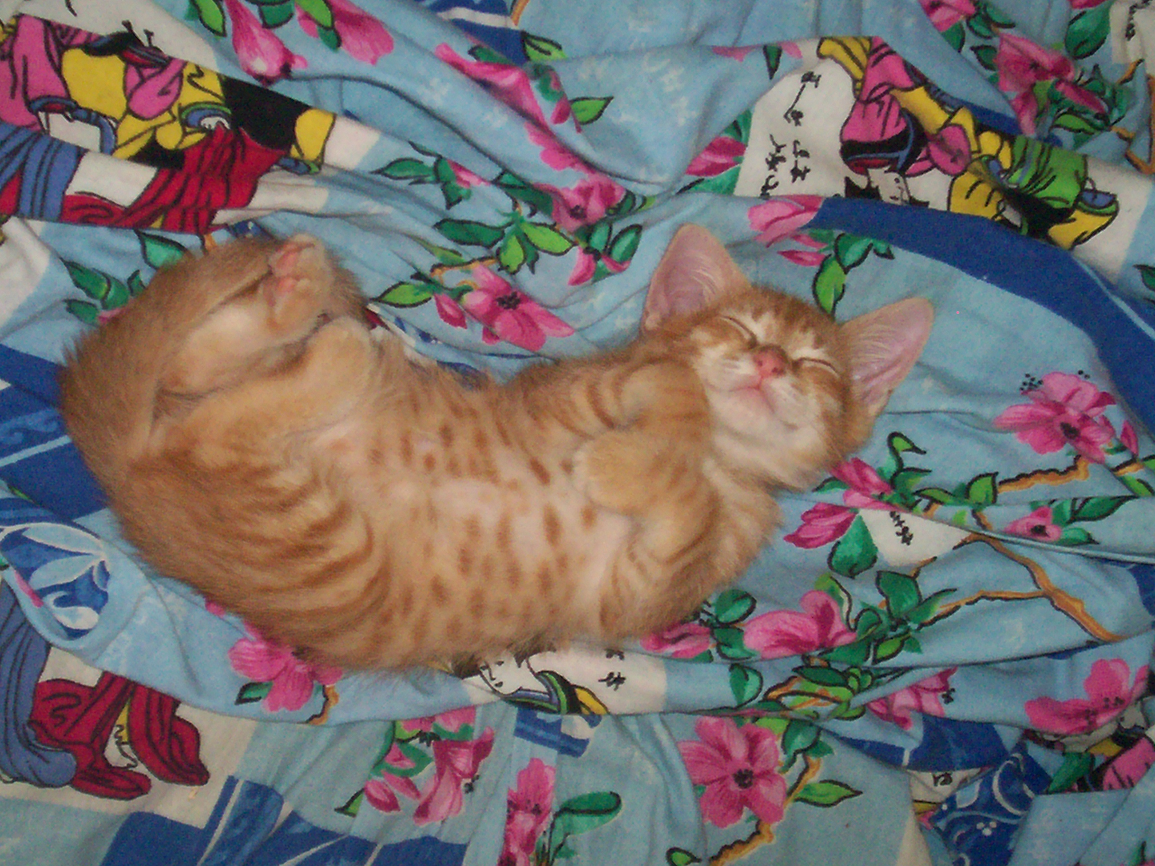 рыжий котик сладко спит
