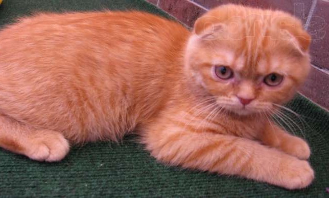 шотландских вислоухих кошках с рыжим окрасом