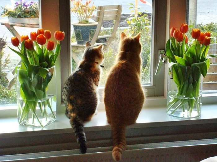 кот и кошка рыжие любовь