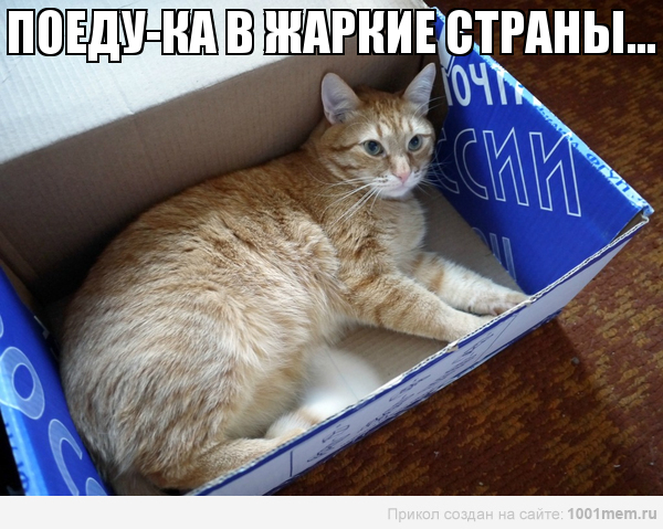 рыжий-кот-в -коробке-почтовой-поездка