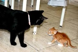 рыжий котенок и черная кошка