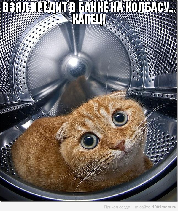 рыжий кот в стиральной машине мотиватор