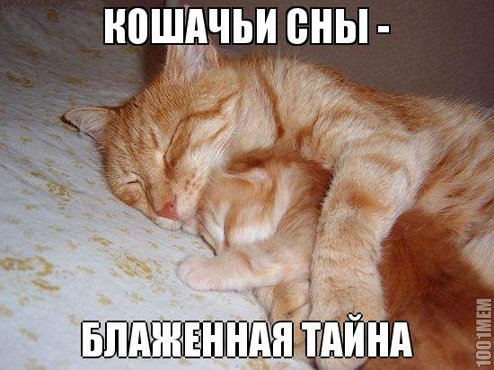 кошачьи-сны-мотиватор-рыжие