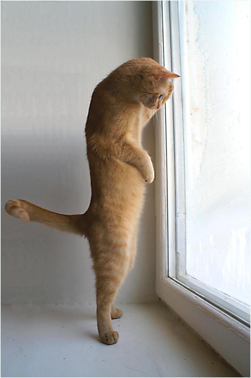 рыжий-кот-смотрит- в окно