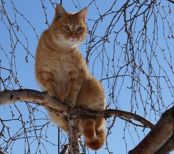 рыжий-кот-на-дереве