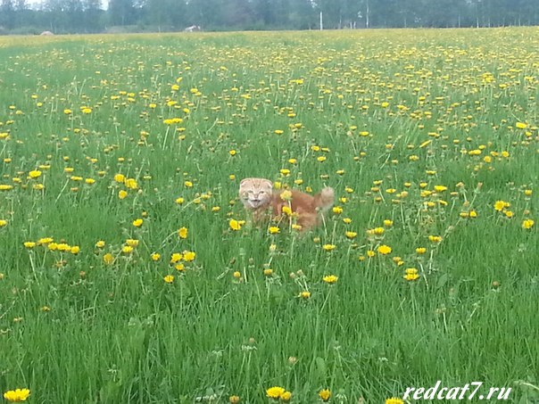 рыжий кот гуляет на лужайке среди цветов